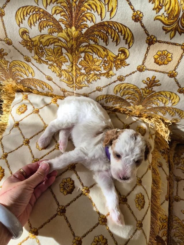 Poodle Puppies media 7