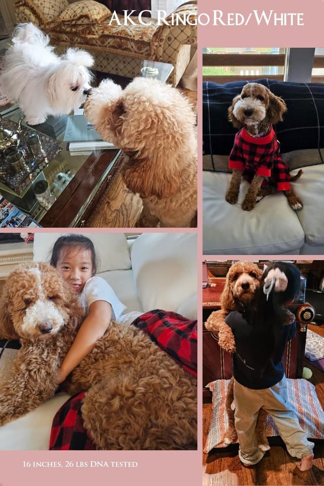Poodle Puppies media 9