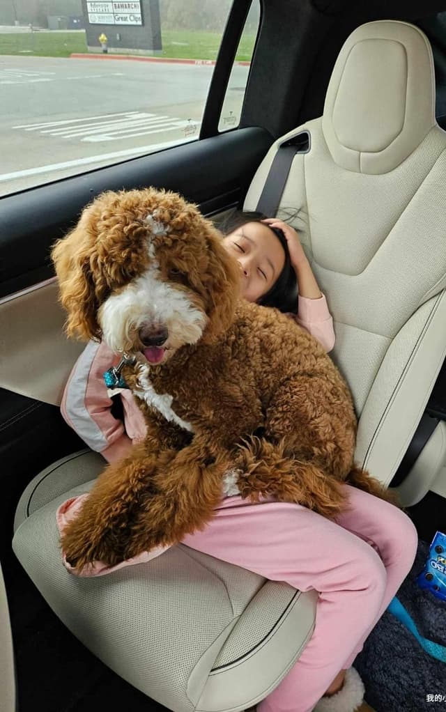 Poodle Puppies media 10