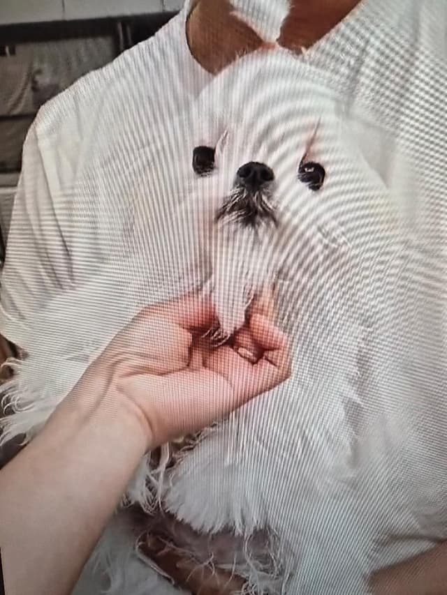 Maltese Puppies media 2