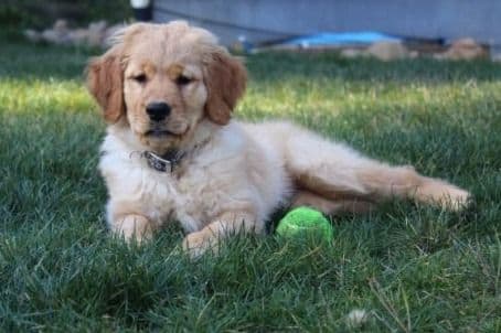 Golden Retriever Puppies breeder image 5