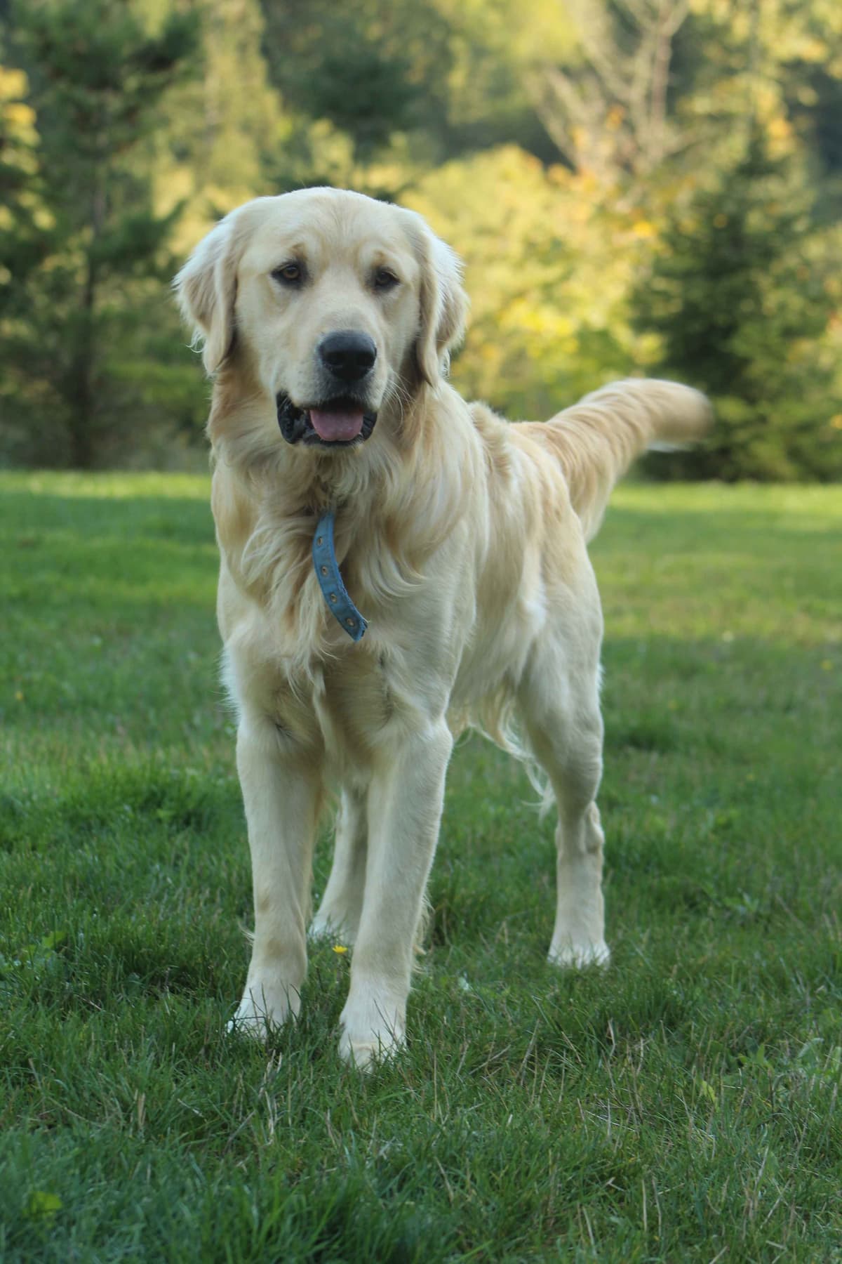Golden Retriever Puppies breeder image 10