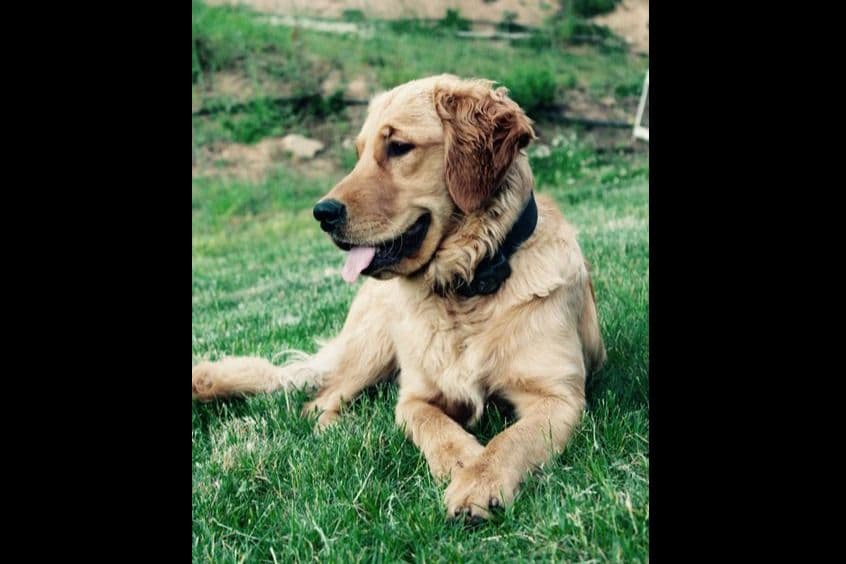 Golden Retriever Puppies breeder image 13
