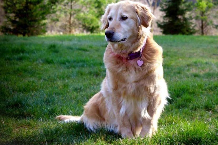 Golden Retriever Puppies breeder image 14