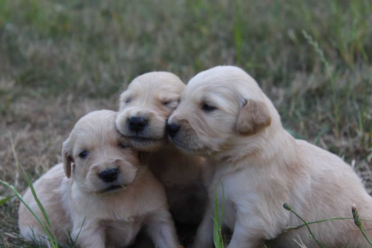 Golden Retriever Puppies breeder image 16