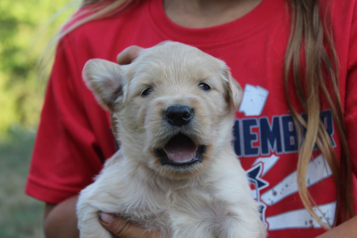 Golden Retriever Puppies breeder image 4