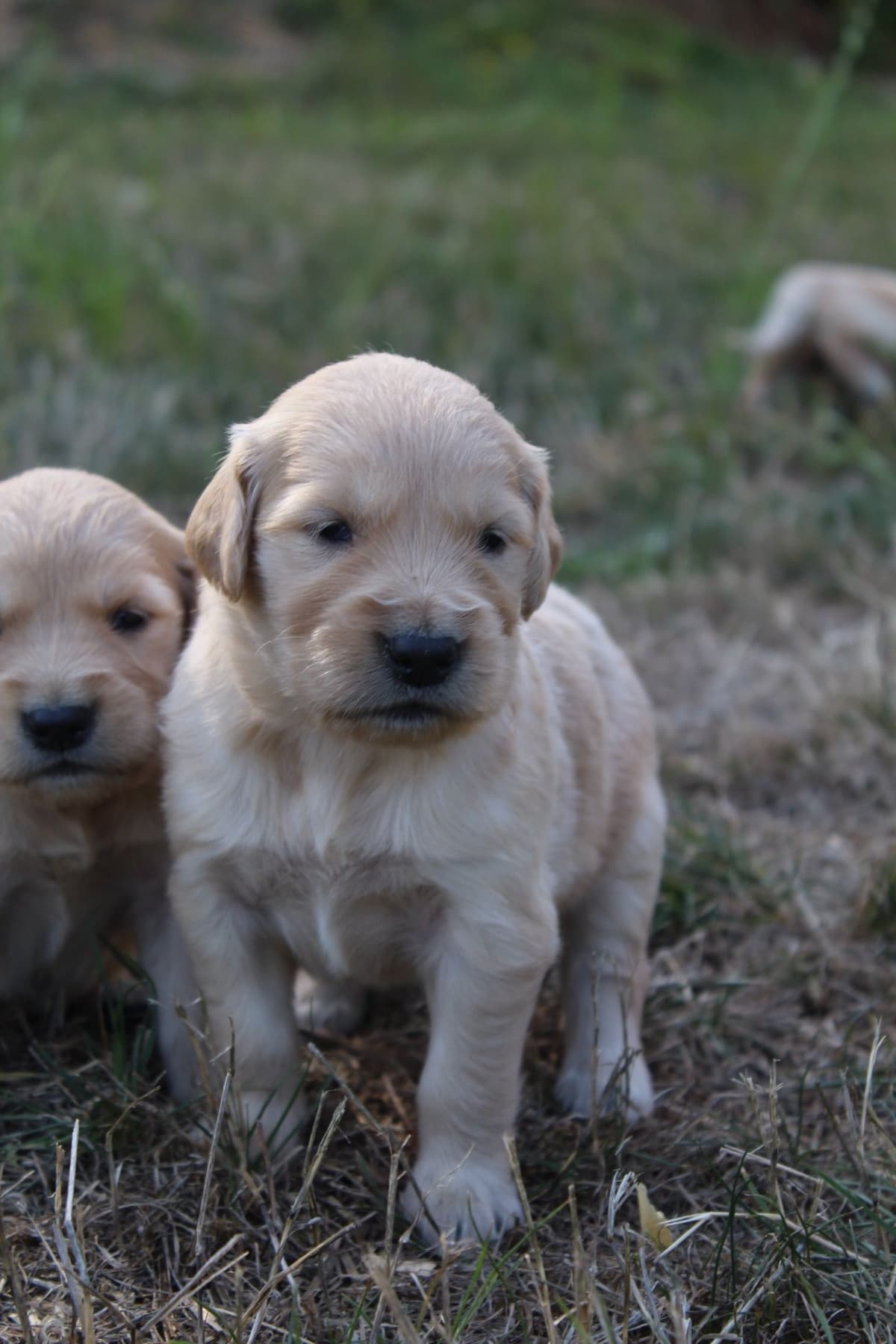 Golden Retriever Puppies breeder image 17