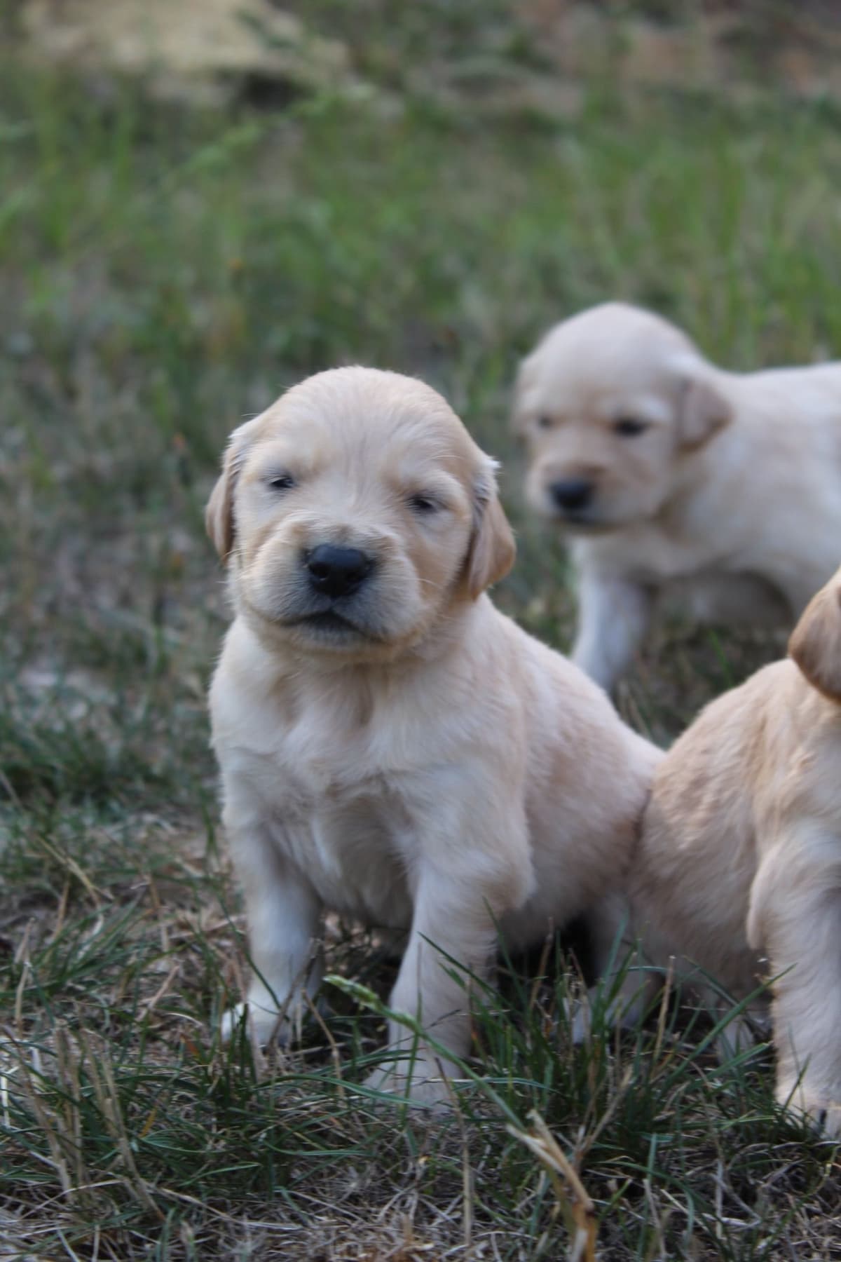 Golden Retriever Puppies breeder image 18