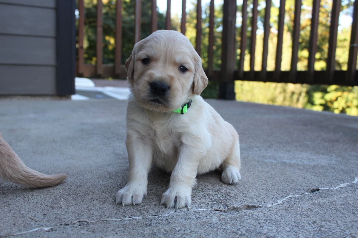 Golden Retriever Puppies breeder image 21