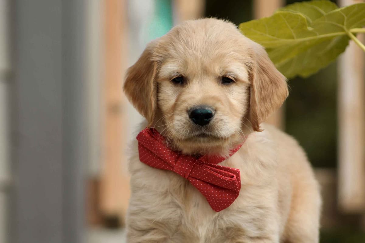 Golden Retriever Puppies breeder image 1