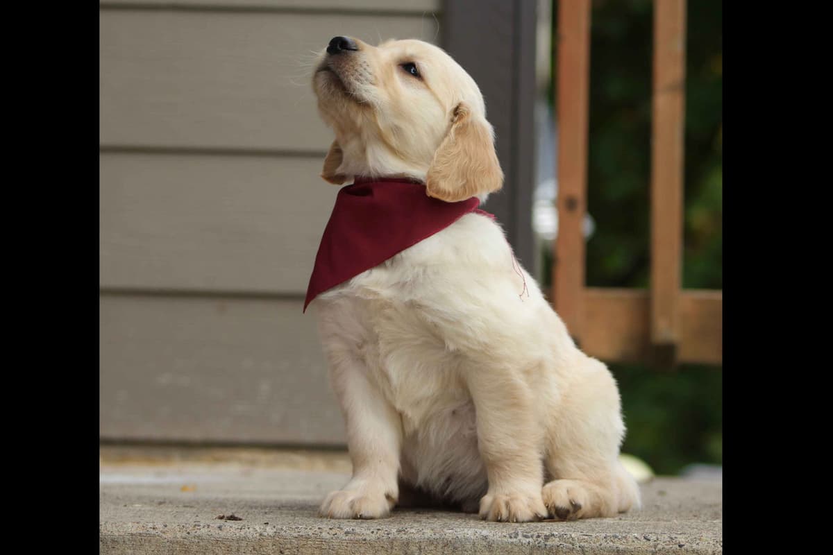 Golden Retriever Puppies breeder image 22