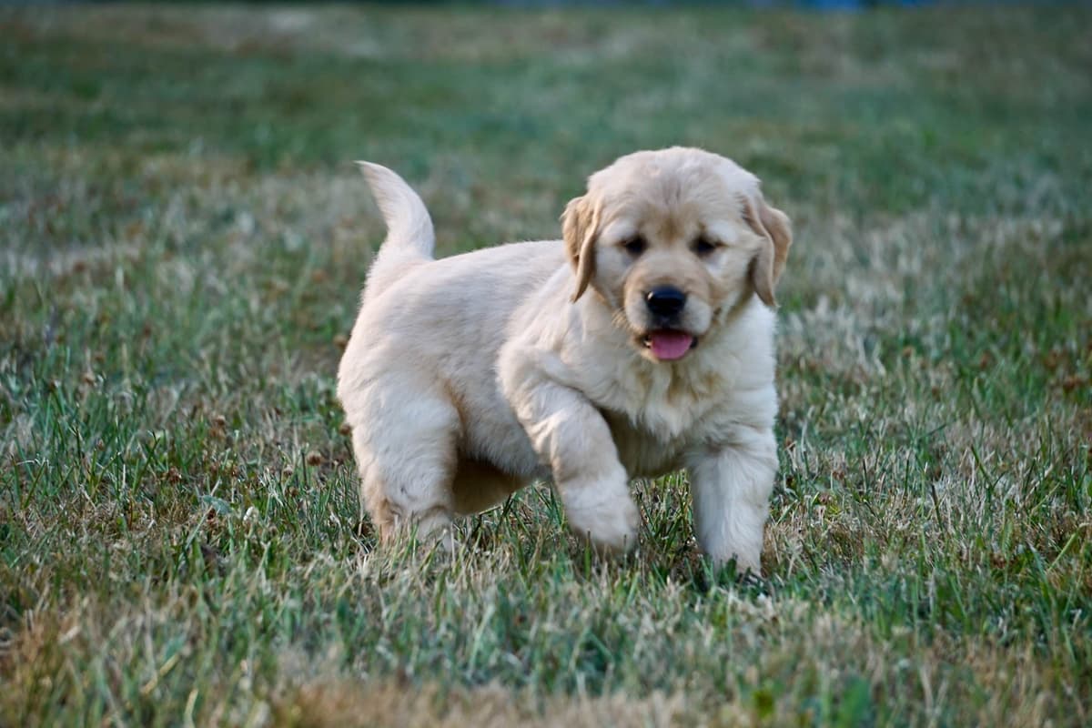 Golden Retriever Puppies breeder image 23