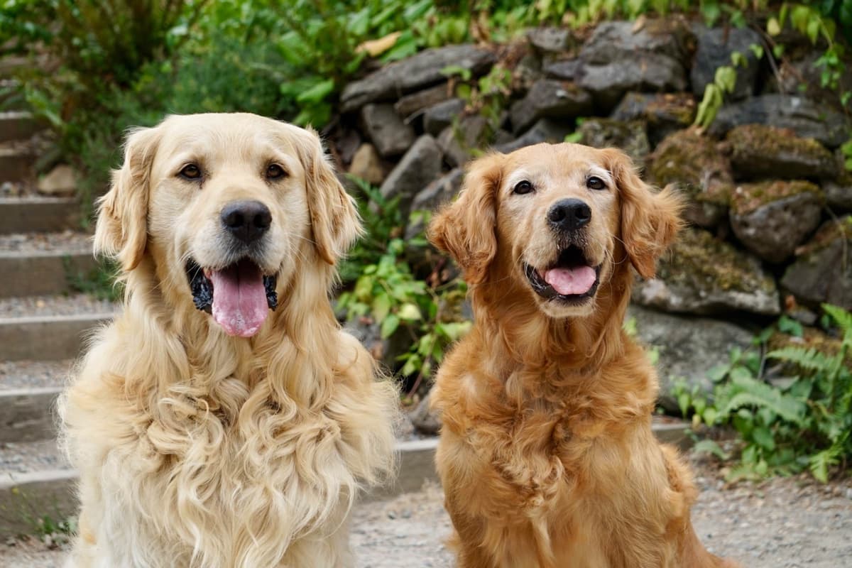 Golden Retriever Puppies breeder image 27