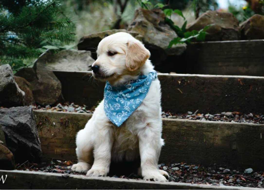 Golden Retriever Puppies breeder image 3