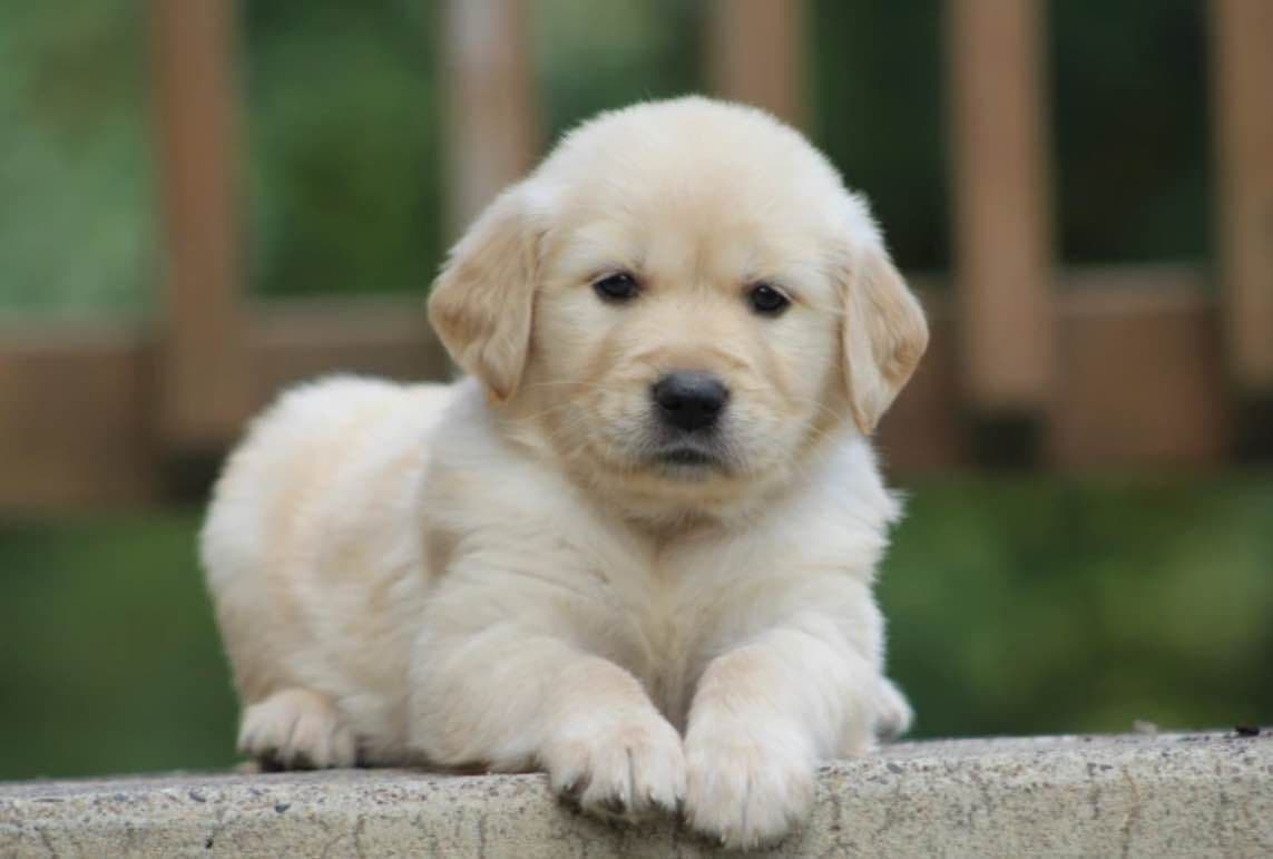 Golden Retriever Puppies breeder image 24