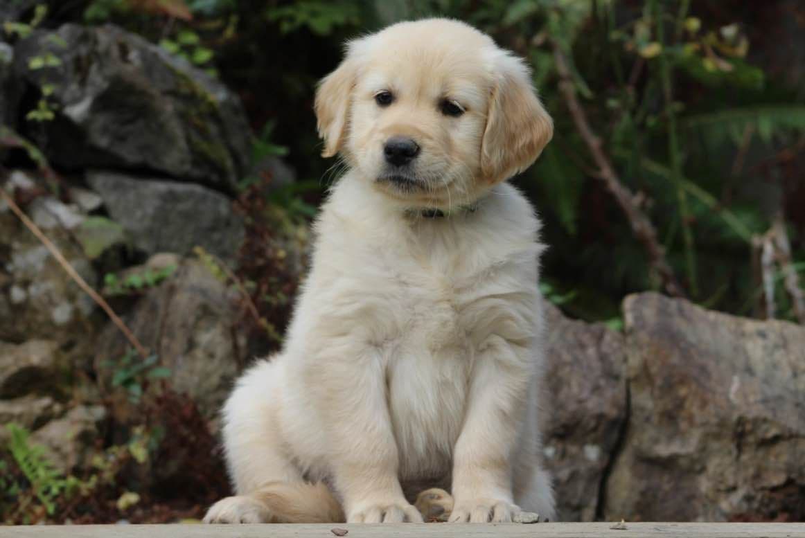 Golden Retriever Puppies breeder image 25