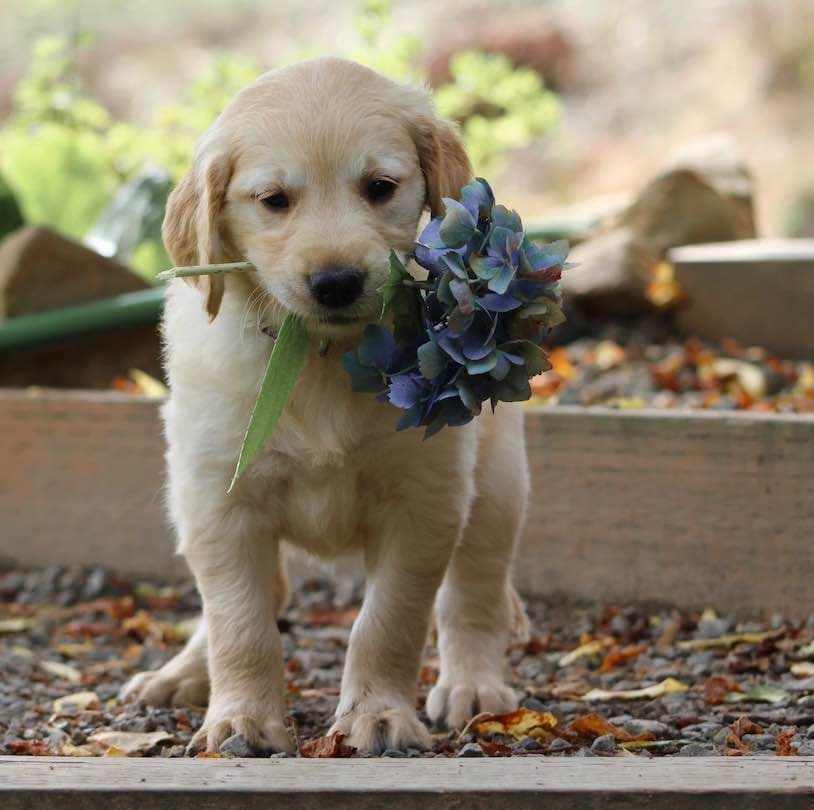 Golden Retriever Puppies breeder image 26