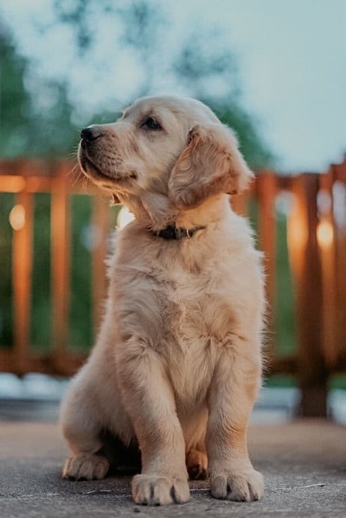 Golden Retriever Puppies media 3