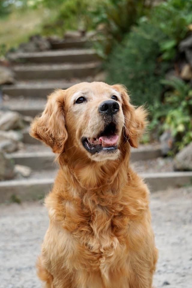 Golden Retriever Puppies media 4