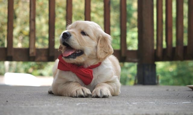 Golden Retriever Puppies media 5