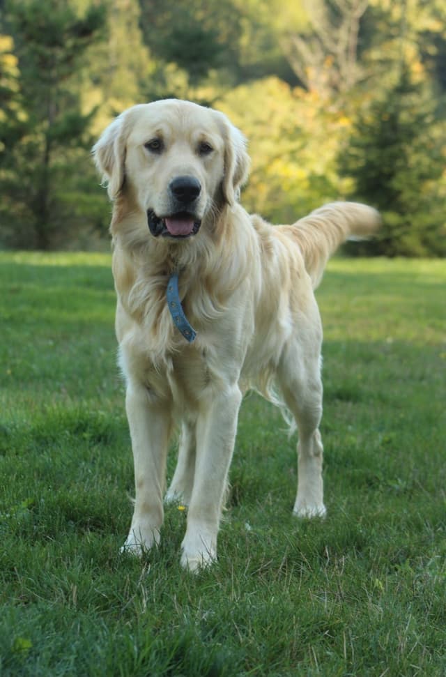 Golden Retriever Puppies media 6