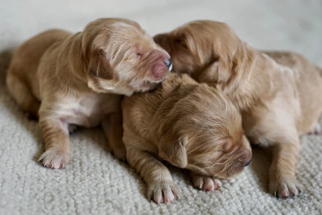 Golden Retriever Puppies media 7