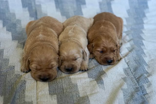 Golden Retriever Puppies media 8