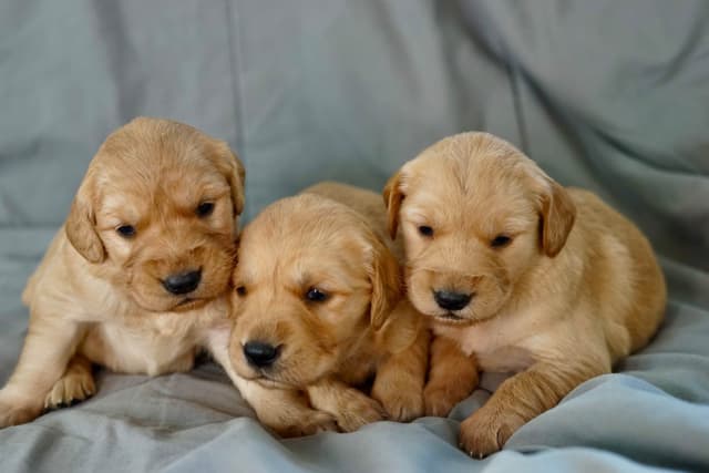 Golden Retriever Puppies media 9