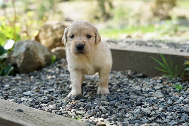 Golden Retriever Puppies media 10