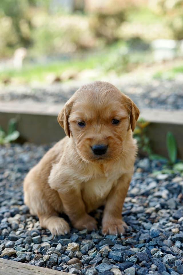 Golden Retriever Puppies media 11