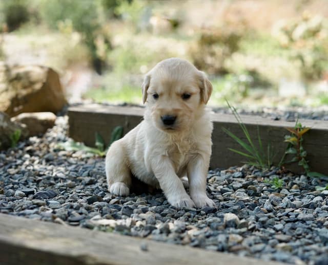 Golden Retriever Puppies media 13