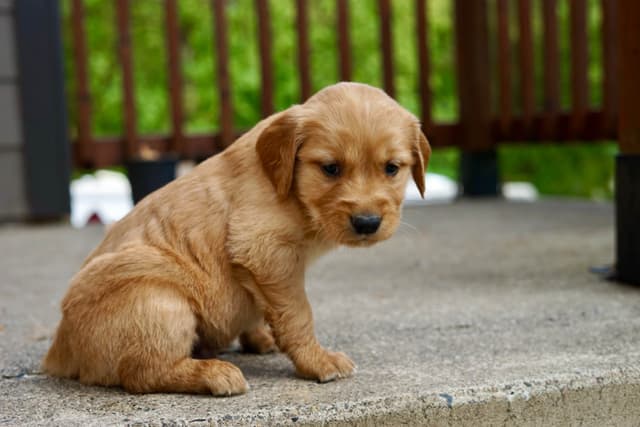 Golden Retriever Puppies media 14