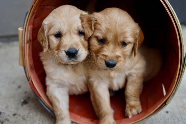 Golden Retriever Puppies media 15