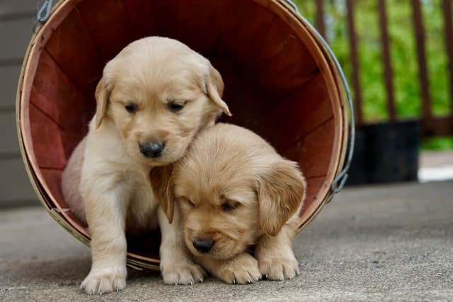 Golden Retriever Puppies media 16