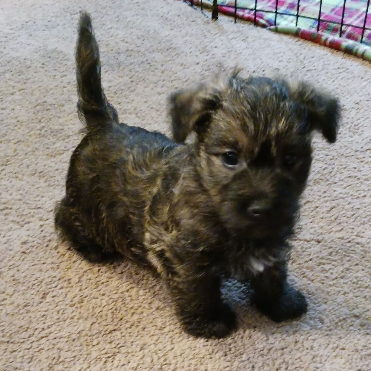 Cairn Terrier Puppies breeder image 1