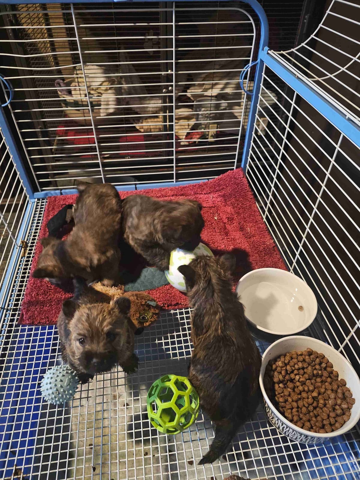 Cairn Terrier Puppies breeder image 2