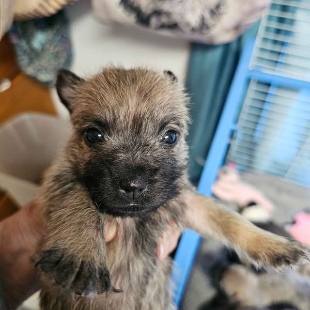 Cairn Terrier Puppies media 2