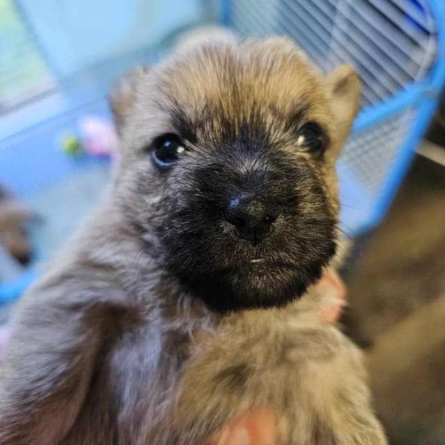 Cairn Terrier Puppies media 3