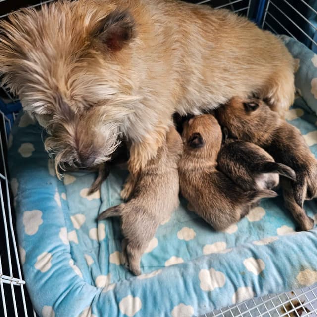Cairn Terrier Puppies media 5