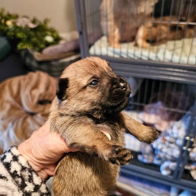 Cairn Terrier Puppies media 6