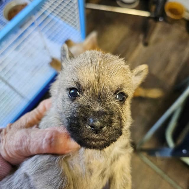 Cairn Terrier Puppies media 8