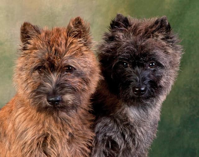 Cairn Terrier Puppies media 7