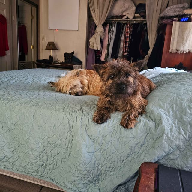Cairn Terrier Puppies media 9
