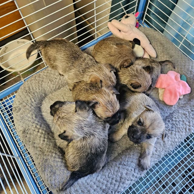 Cairn Terrier Puppies media 11