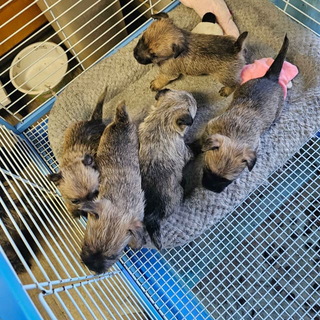 Cairn Terrier Puppies media 12
