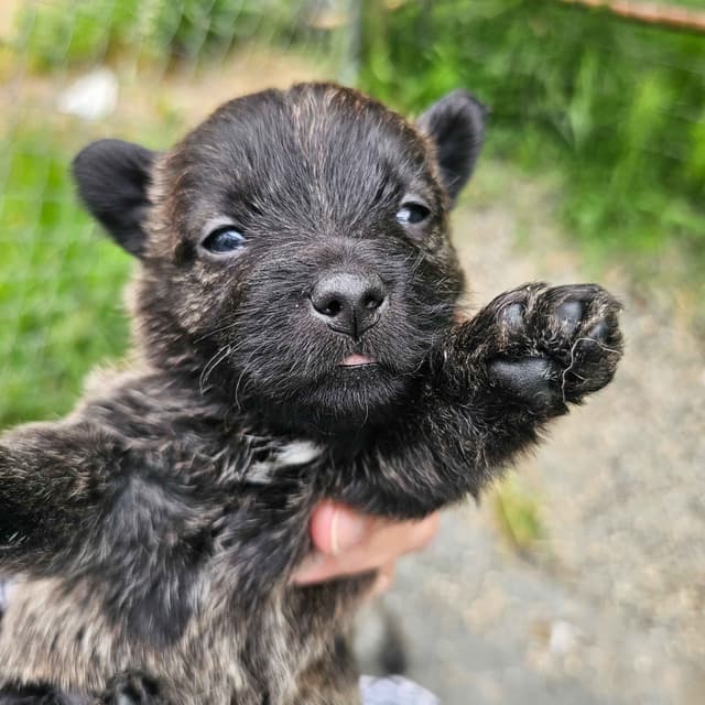 Cairn Terrier Puppies media 2