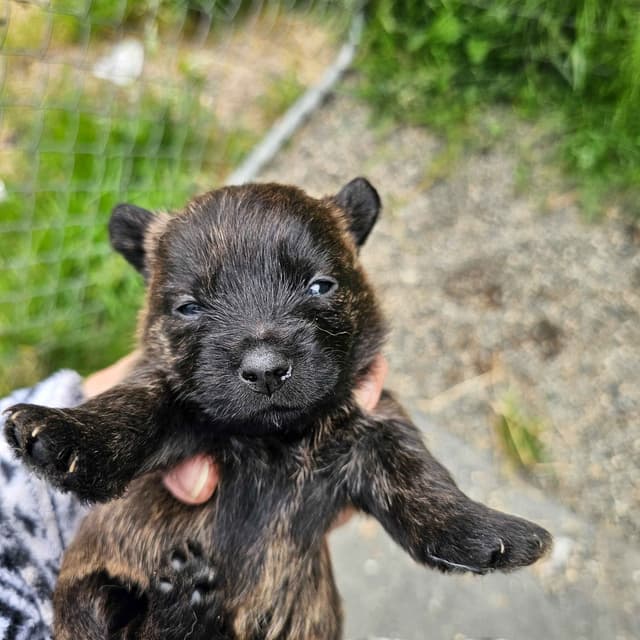 Cairn Terrier Puppies media 3