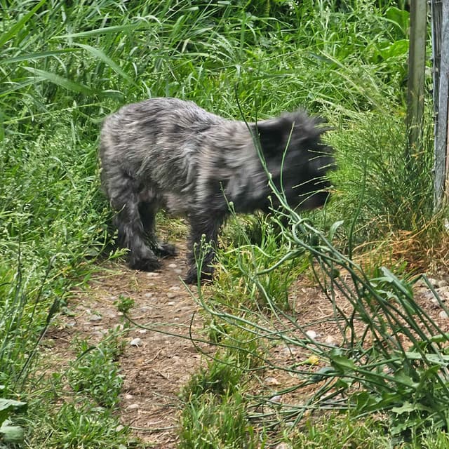 Cairn Terrier Puppies media 4