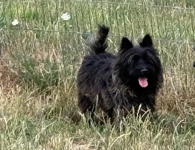 Cairn Terrier Puppies media 5