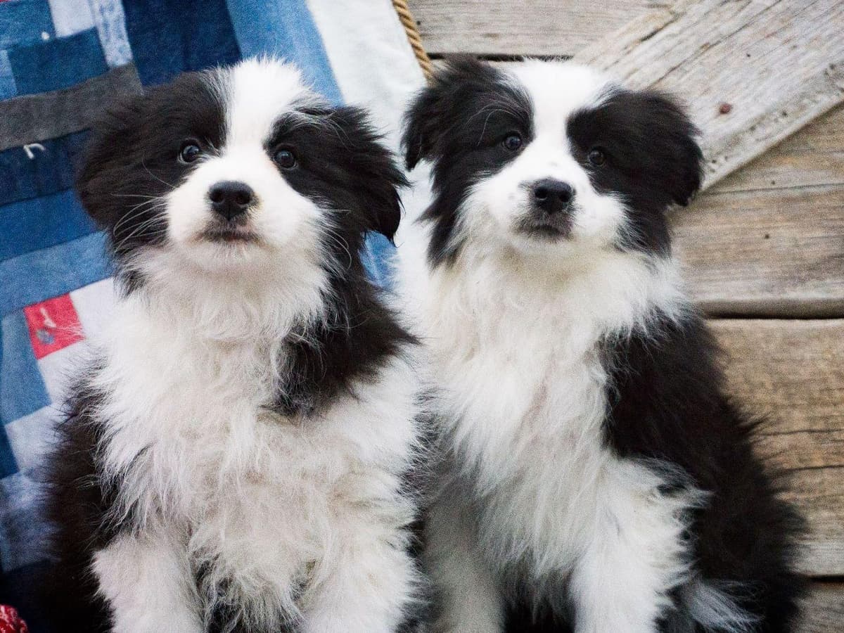 Border Collie Puppies breeder image 1